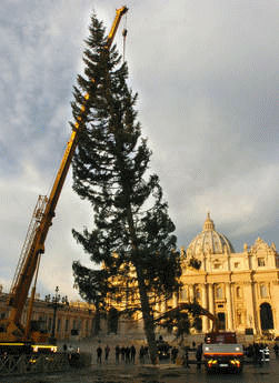 L'abete calabrese, appena arrivato a Piazza San Pietro (ANSA)