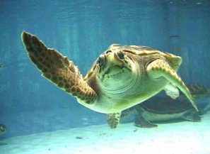 Un esemplare di tartaruga Caretta caretta